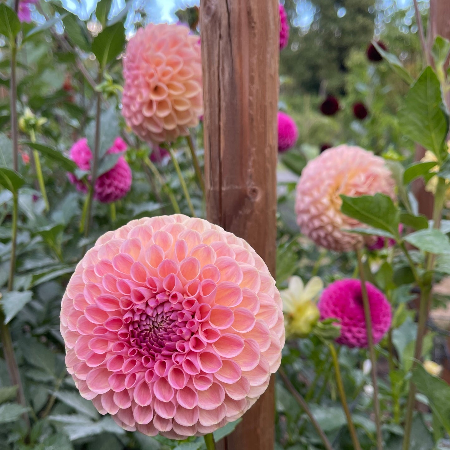 Dahlia Tuber: Clearview Peachy - Sugar Moon Gardens