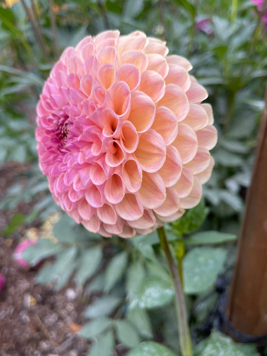 Dahlia Tuber: Clearview Peachy - Sugar Moon Gardens