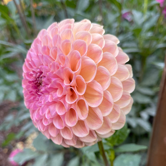 Dahlia Tuber: Clearview Peachy - Sugar Moon Gardens
