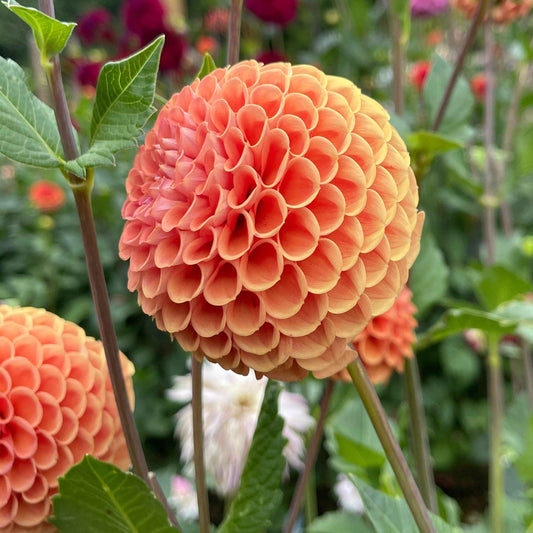 Dahlia Tuber: Cornel Bronze