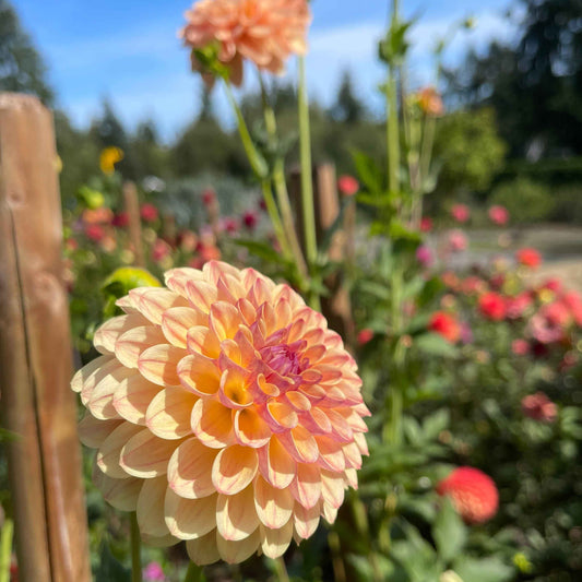 Seeds: Dahlia Mix - Cutting Garden