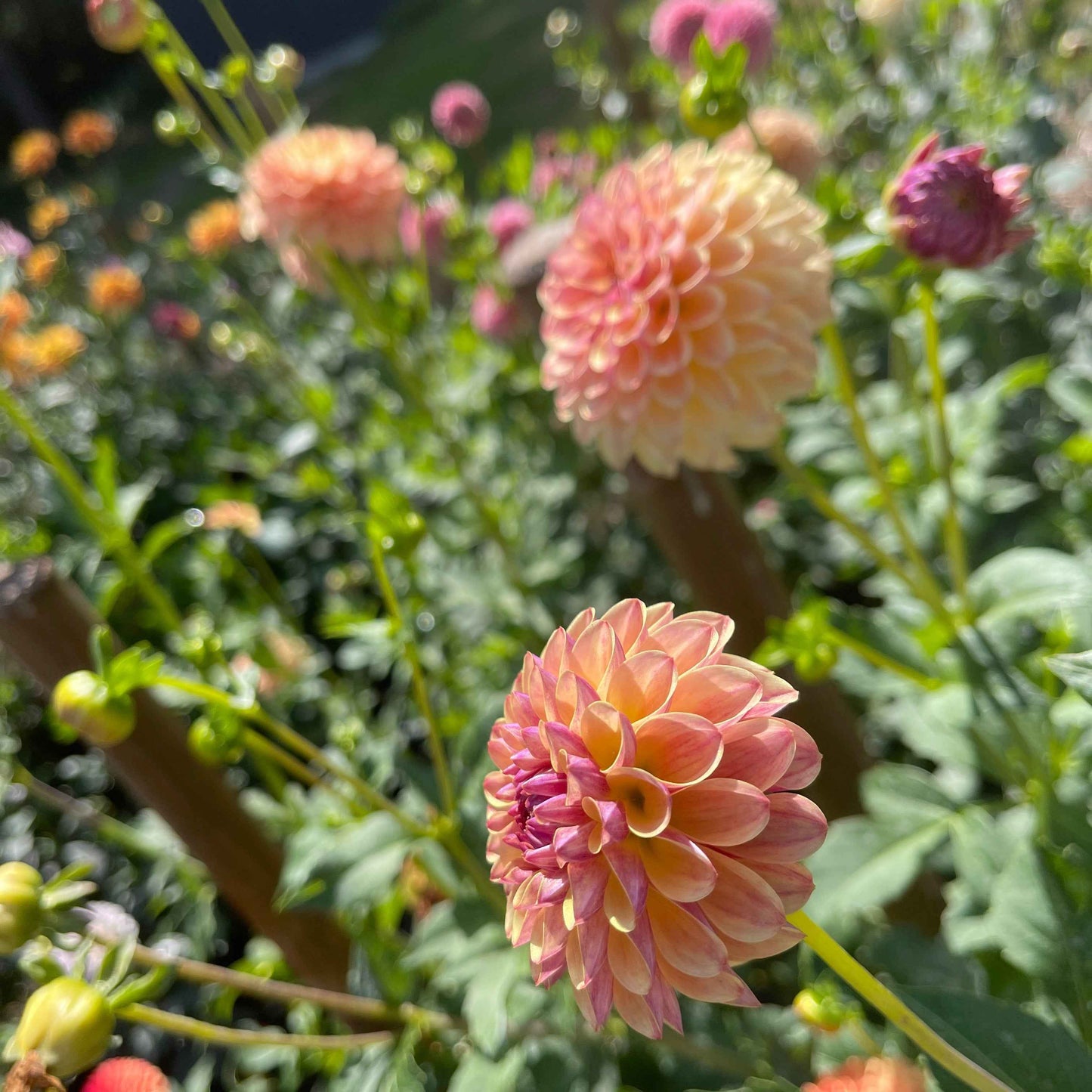 Seeds: Dahlia Solos - Coseytown Gale