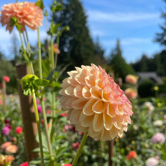 Seeds: Dahlia Solos - Coseytown Gale