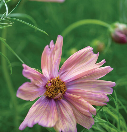 PREORDER: Flower Plant: Cosmos 3-pack