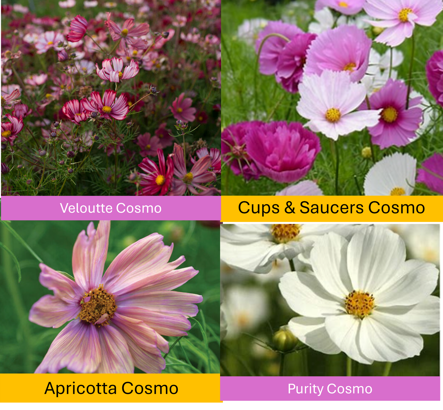 PREORDER: Flower Plant: Cosmos 3-pack