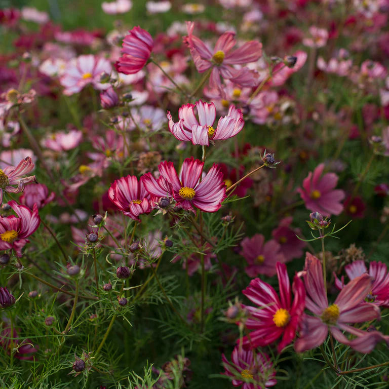 PREORDER: Flower Plant: Cosmos 3-pack