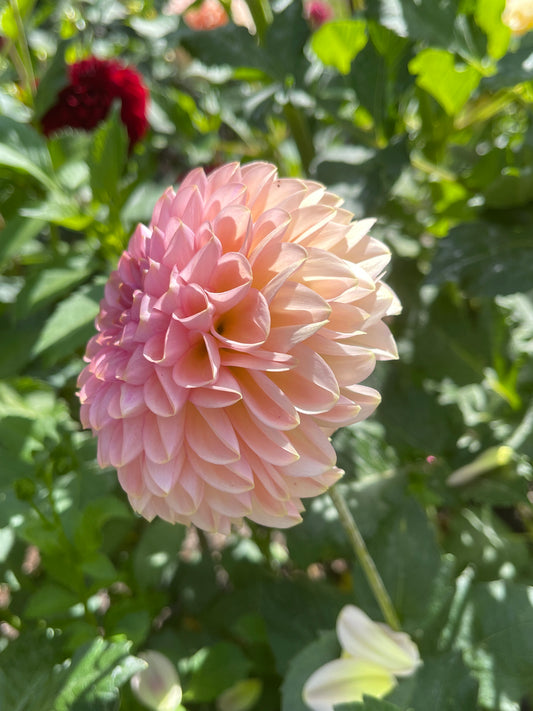 Dahlia Tuber: Cupcake - Sugar Moon Gardens