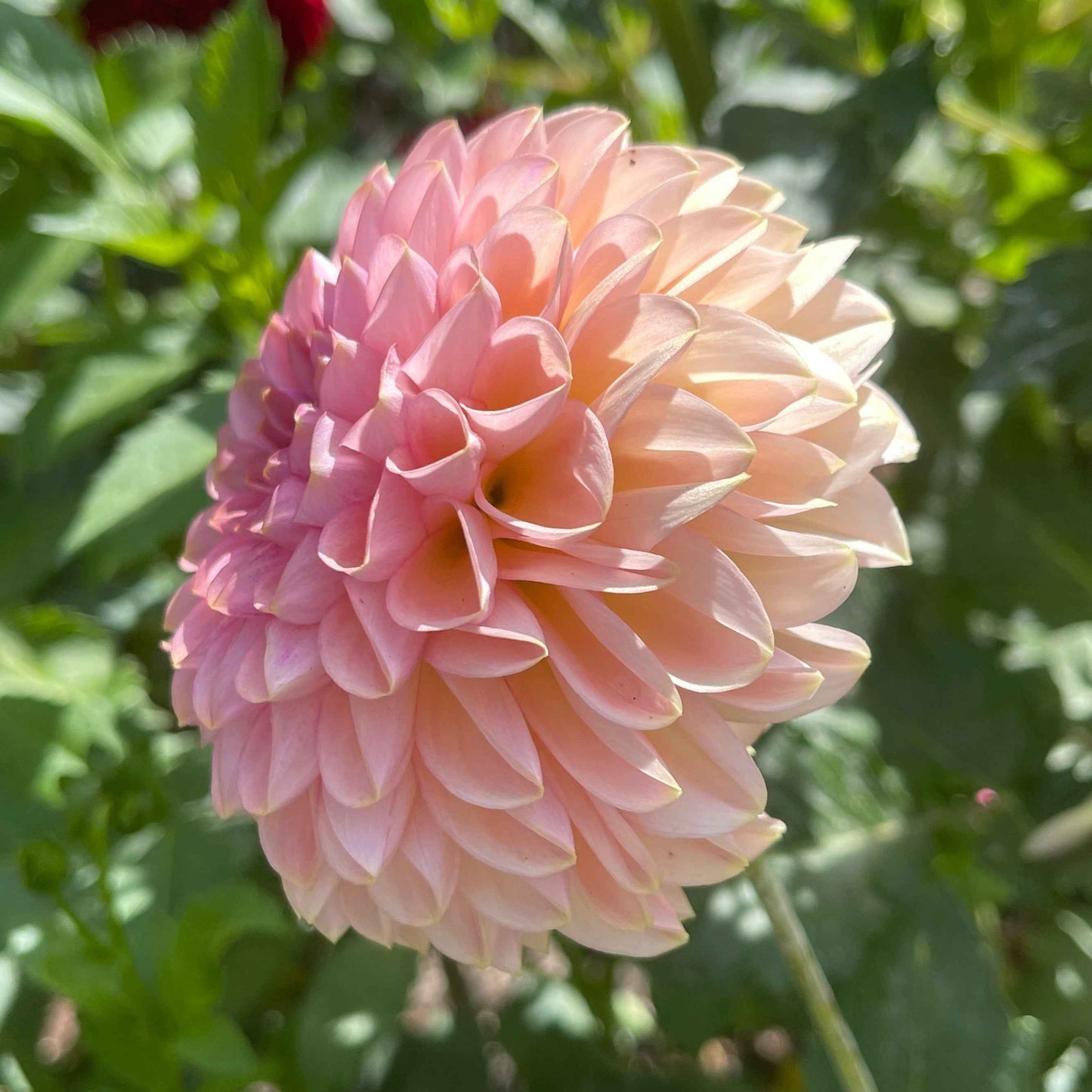 Seeds: Dahlia Solos - Cupcake