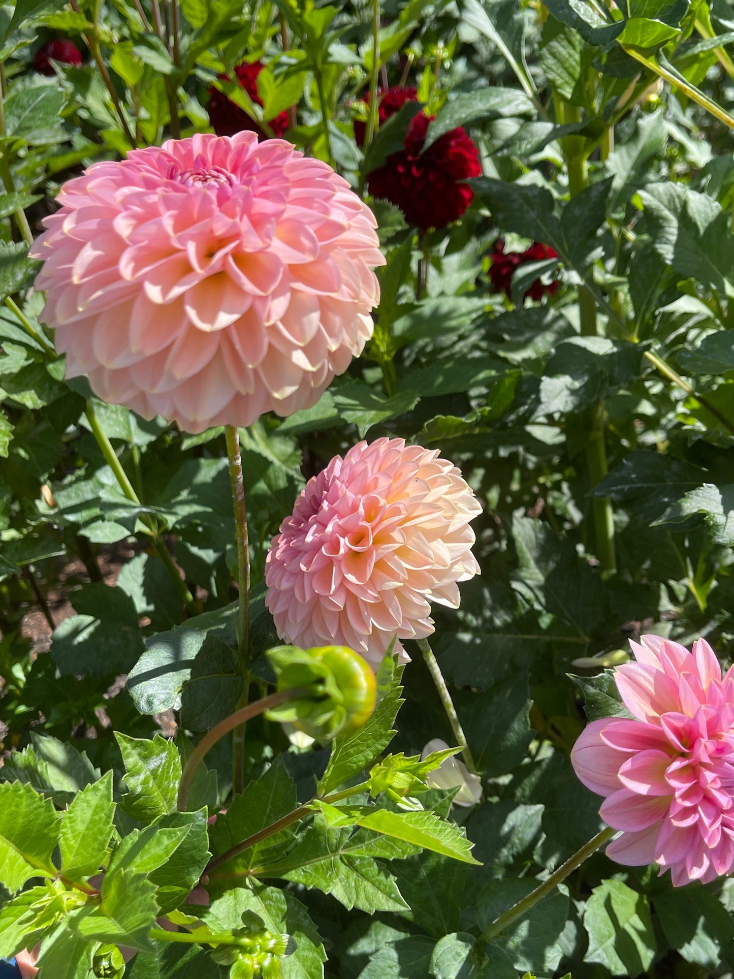 Dahlia Tuber: Cupcake