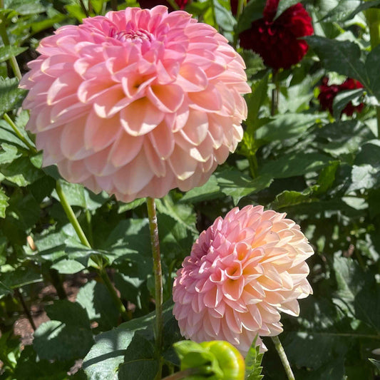 Seeds: Dahlia Solos - Cupcake