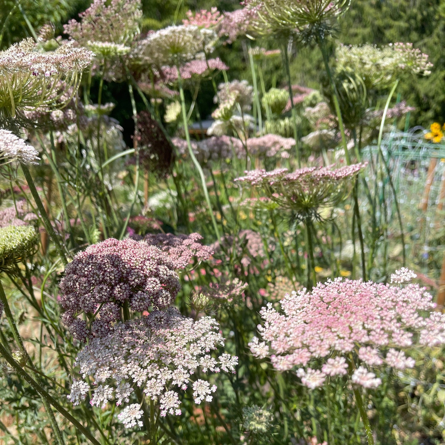 Seeds: Dara - Sugar Moon Gardens