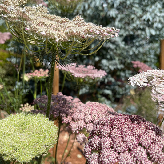 Seeds: Dara - Sugar Moon Gardens