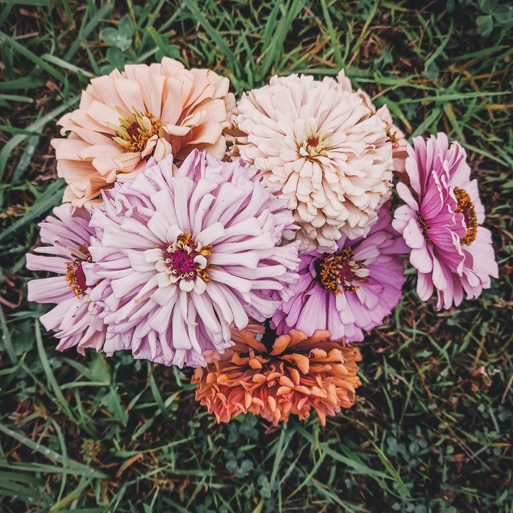 PREORDER: Flower Plant: Zinnia - Basket of Flowers Breeder