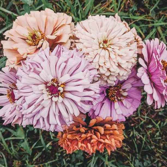 Plant: Zinnias: Breeders Select Mixes - 1 per pot