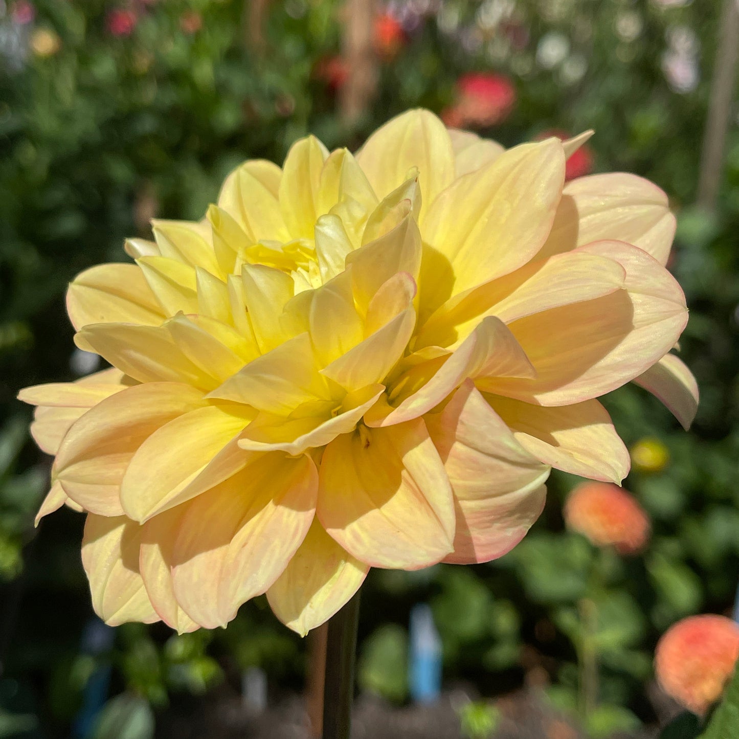 Dahlia Tuber: Day Dreamer - Sugar Moon Gardens