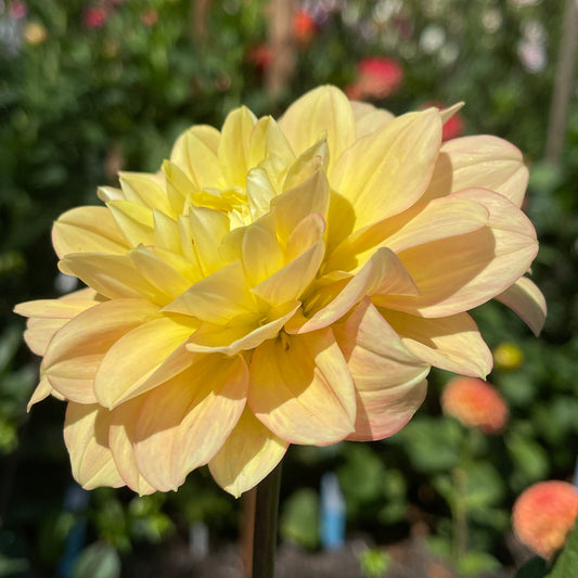 Dahlia Tuber: Day Dreamer - Sugar Moon Gardens