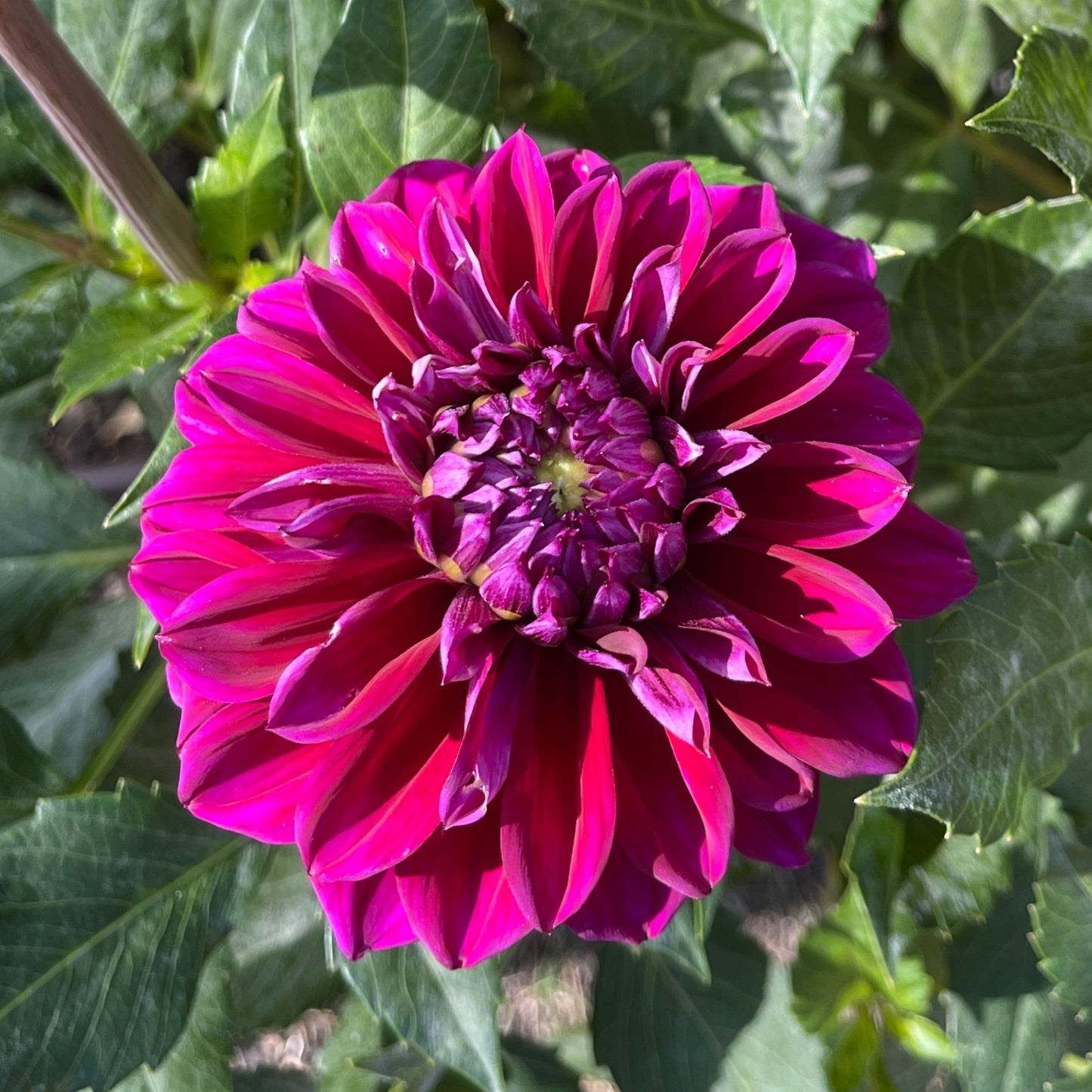 Dahlia Tuber: Diva