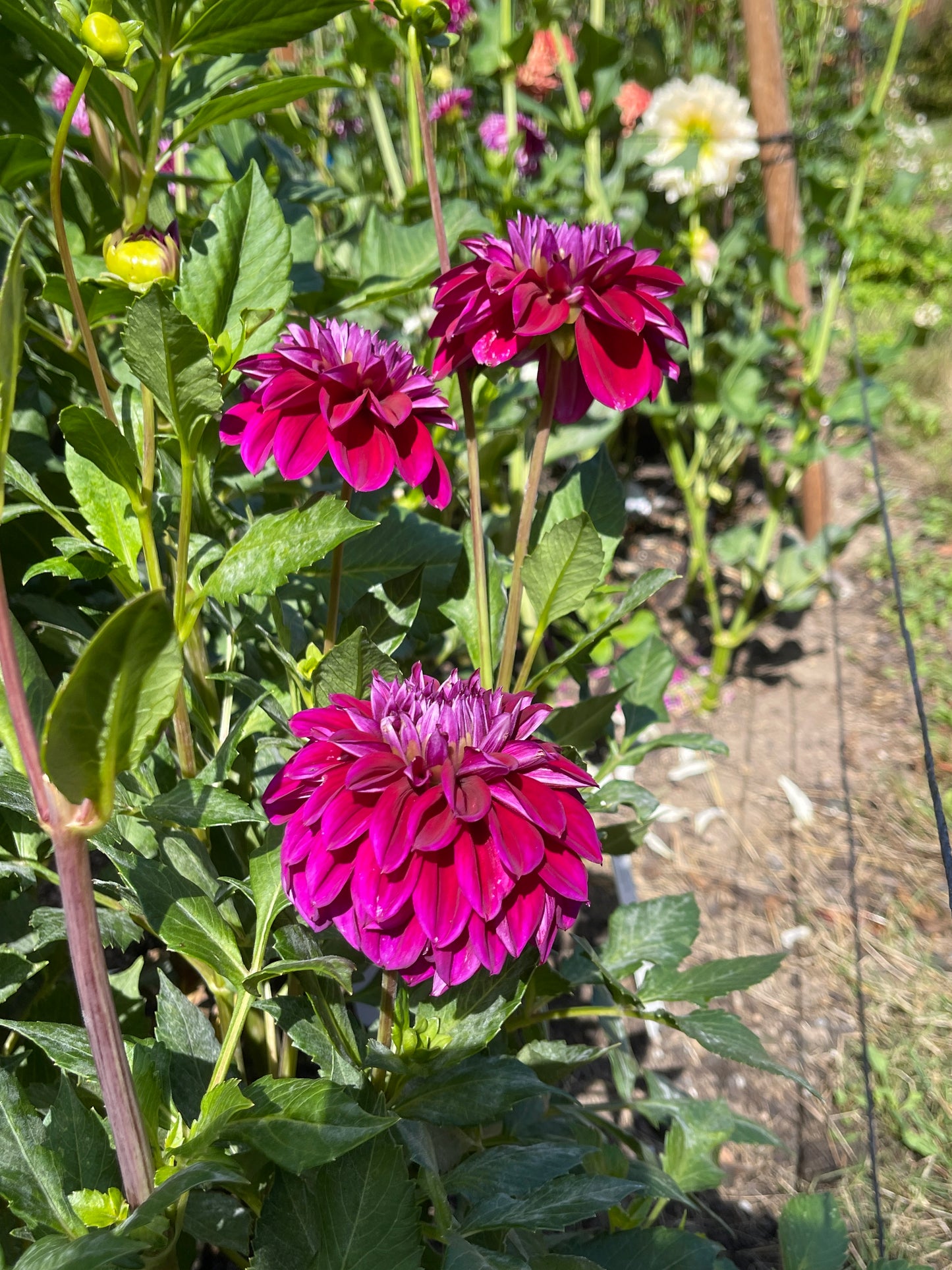 Dahlia Tuber: Diva