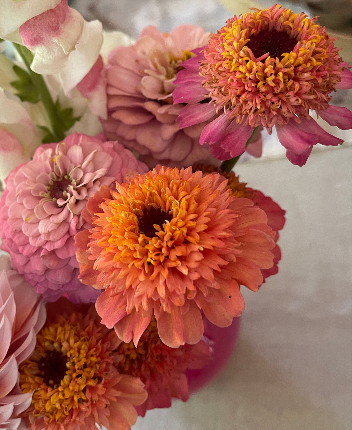 Seeds: Zinnia - Cupcakes Pink - Sugar Moon Gardens