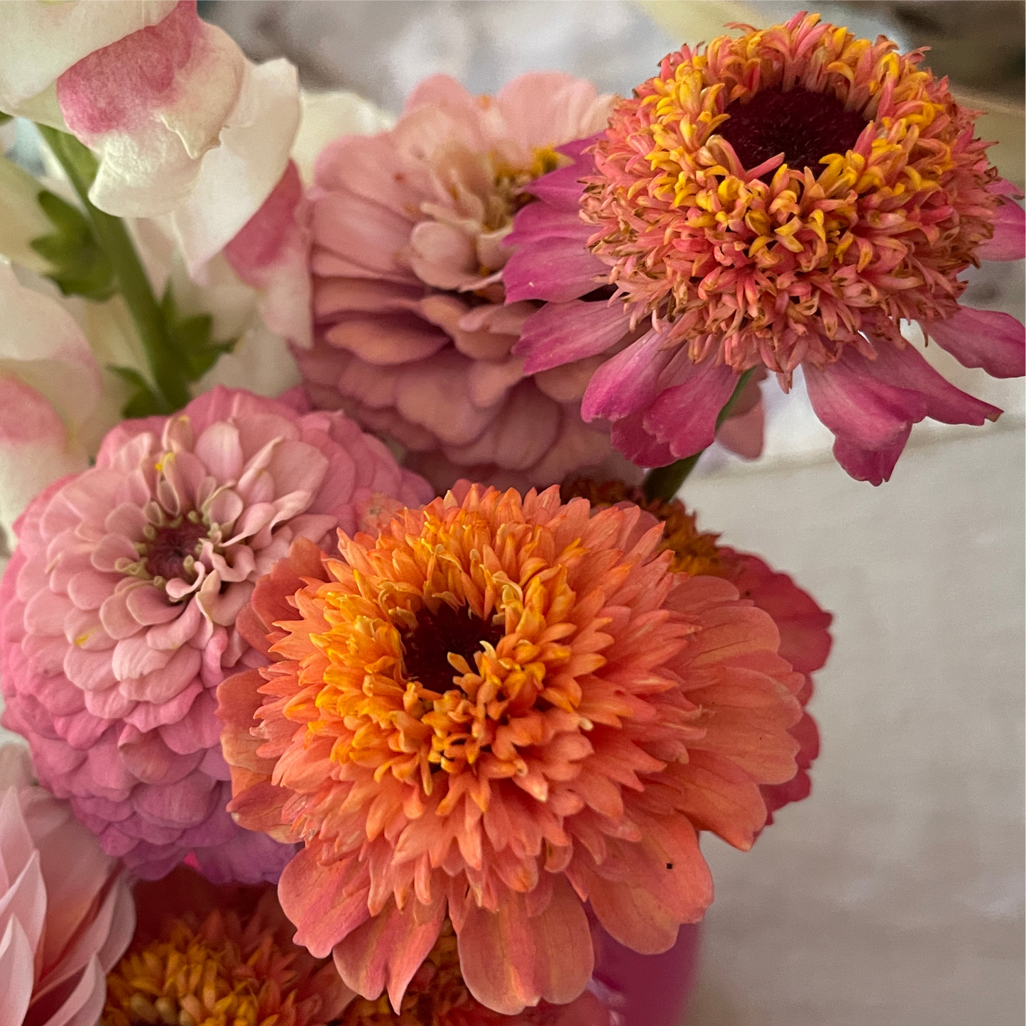 Seeds: Zinnia - Cupcakes Pink - Sugar Moon Gardens