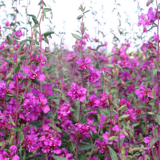 Seeds: Clarkia - Elegant Purple - Sugar Moon Gardens