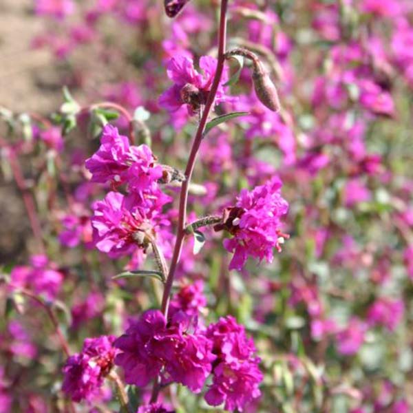 Seeds: Clarkia - Elegant Purple - Sugar Moon Gardens