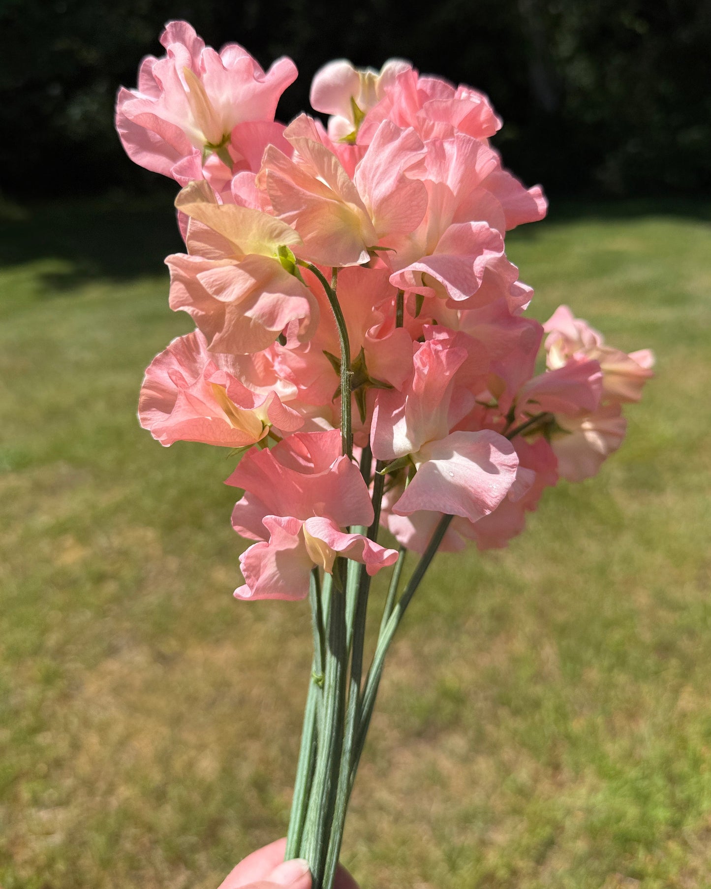 Sweet Peas Emma - Sugar Moon Gardens
