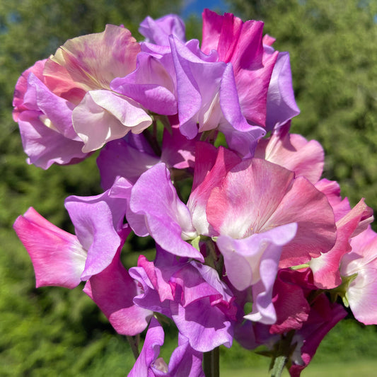 Sweet Pea Seeds: Enchante - Sugar Moon Gardens