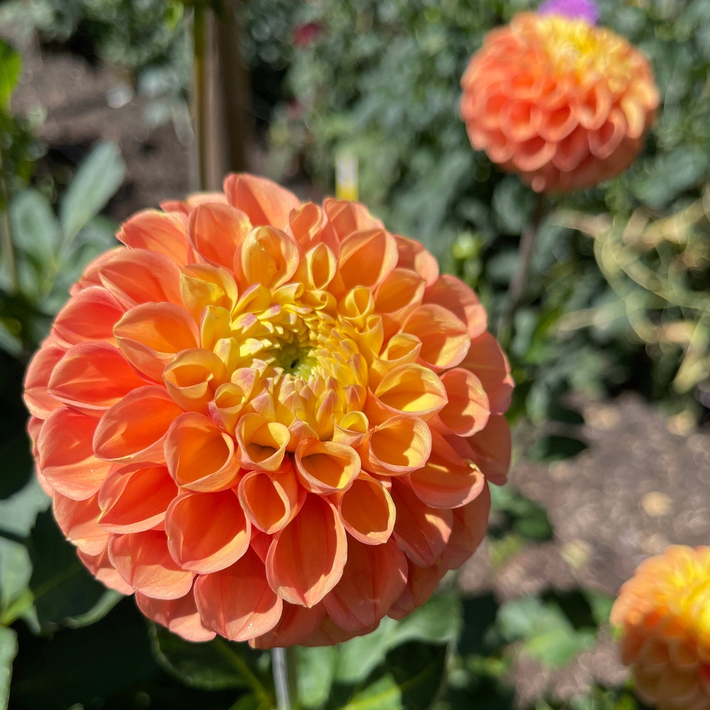 Dahlia Tuber: Fiona - Sugar Moon Gardens