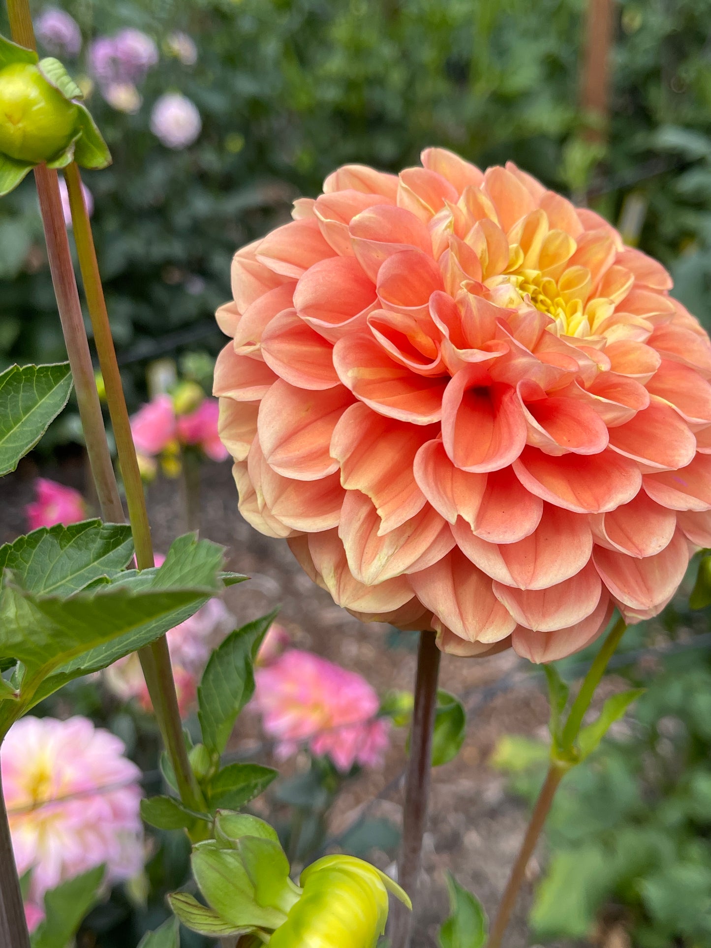 Dahlia Tuber: Fiona - Sugar Moon Gardens