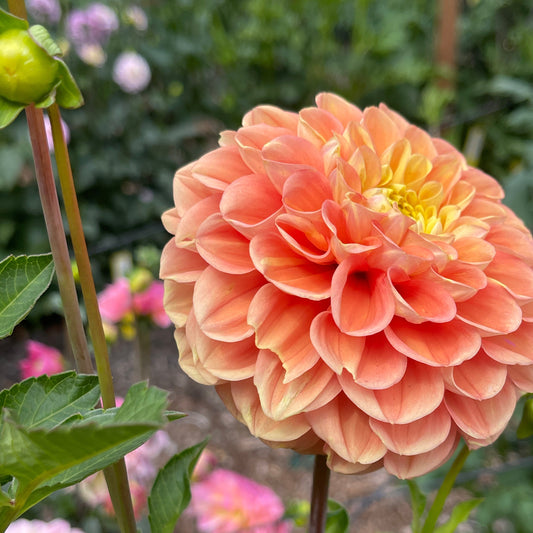 Dahlia Tuber: Fiona - Sugar Moon Gardens