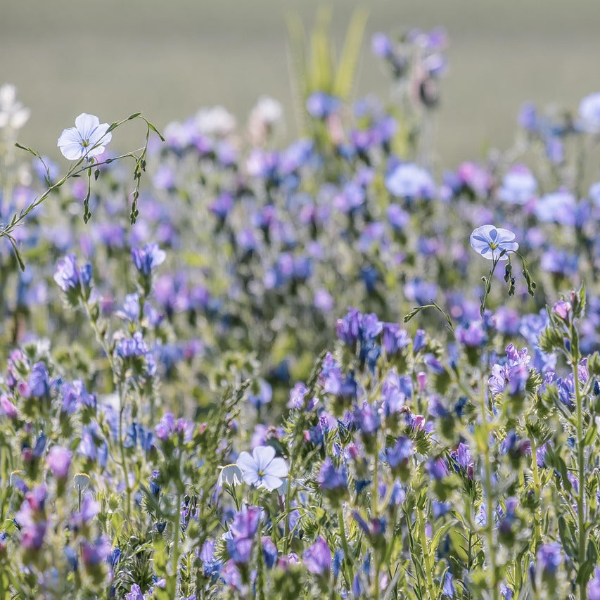 Seeds: Flax - Sky Blue - Sugar Moon Gardens