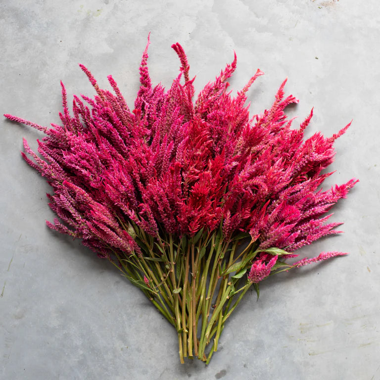 PREORDER: Flower Plant: Celosia 6-pack