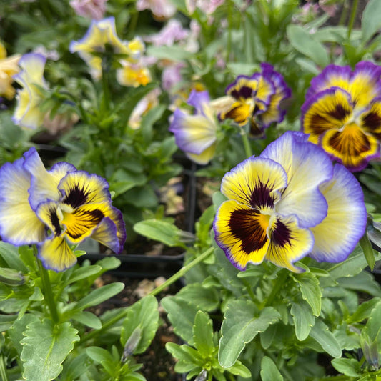 Flower Plant: Pansy 6-pack