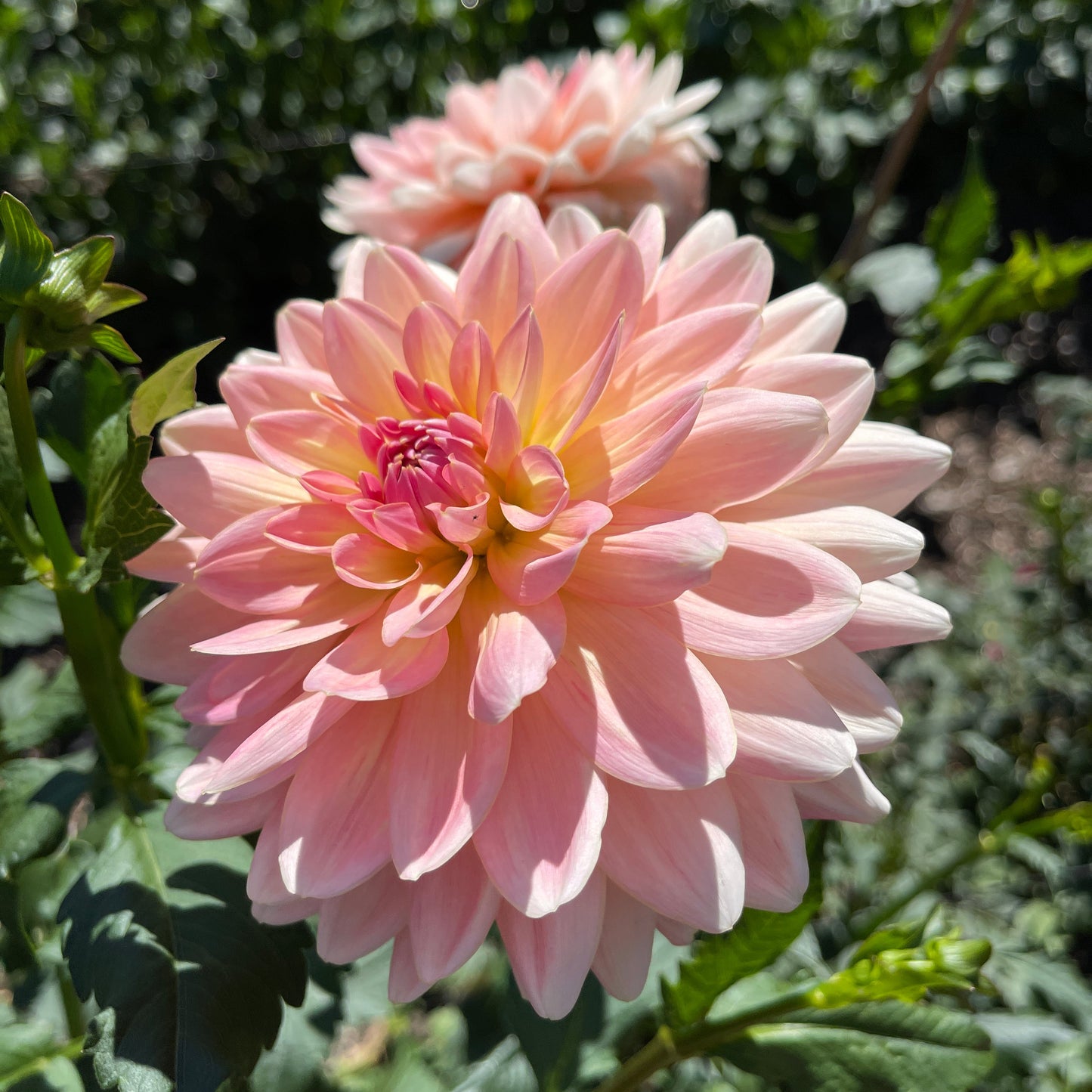 Dahlia Tuber: Gerrie Hoek - Sugar Moon Gardens