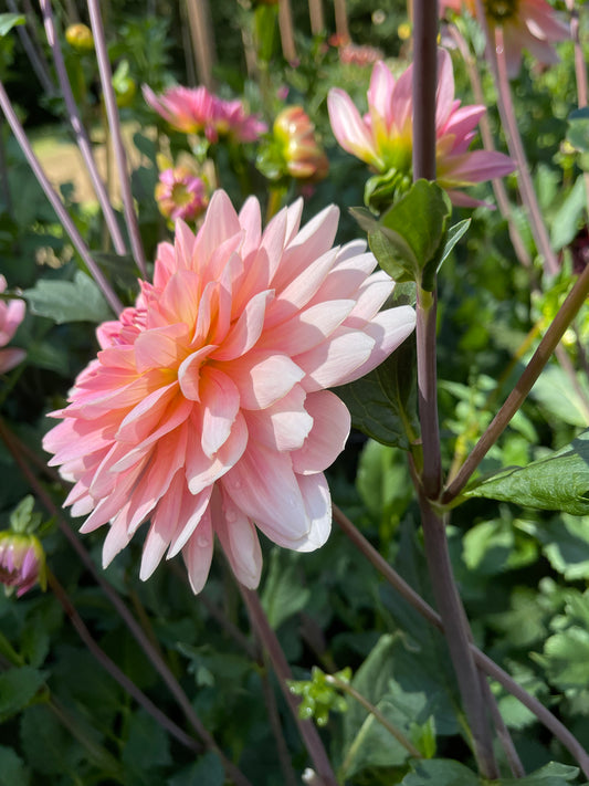 Dahlia Tuber: Gerrie Hoek - Sugar Moon Gardens