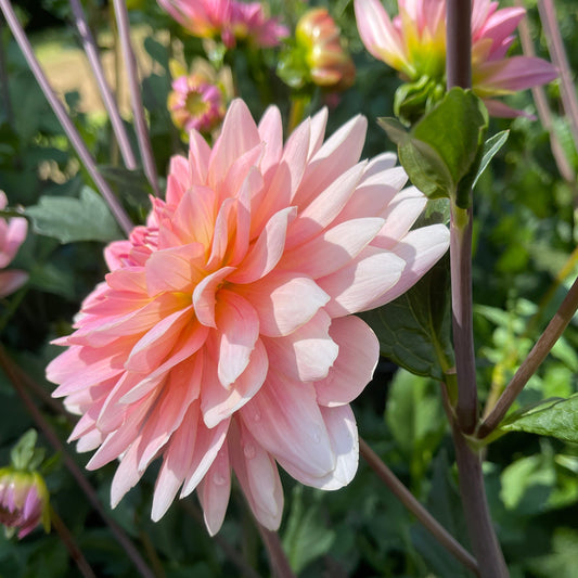 Dahlia Tuber: Gerrie Hoek - Sugar Moon Gardens