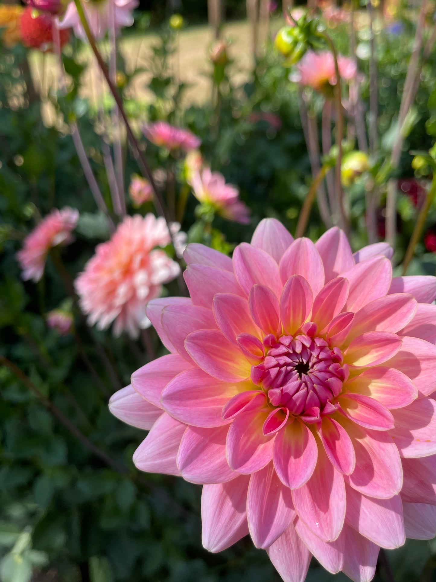 Dahlia Tuber: Gerrie Hoek