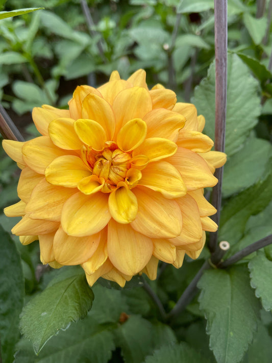 Dahlia Tuber: Ginger Snap - Sugar Moon Gardens