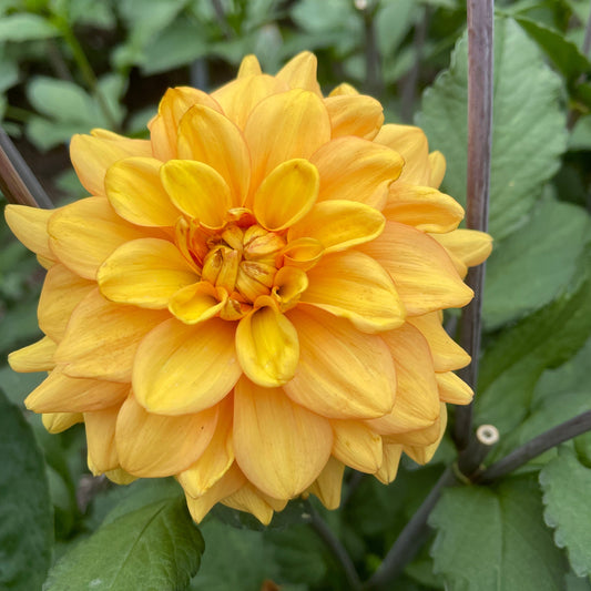 Dahlia Tuber: Ginger Snap - Sugar Moon Gardens