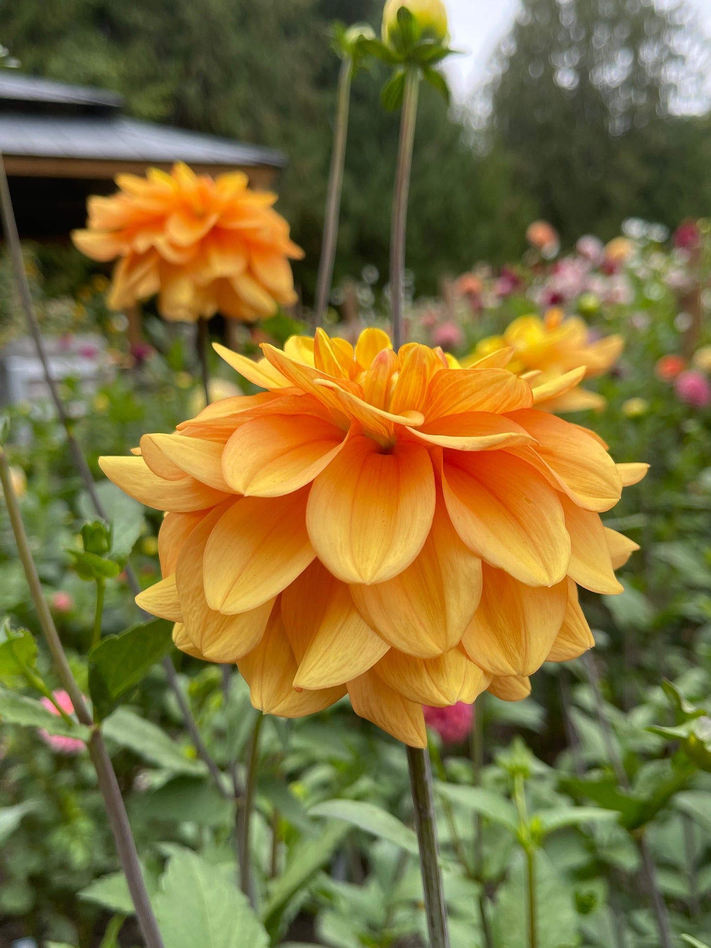 Dahlia Tuber: Ginger Snap - Sugar Moon Gardens