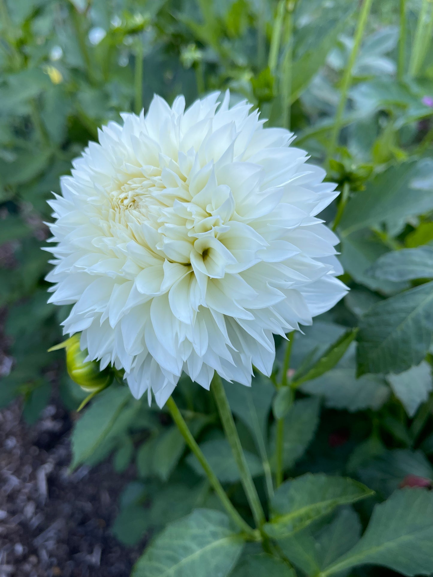 Dahlia Tuber: Gitts Attention
