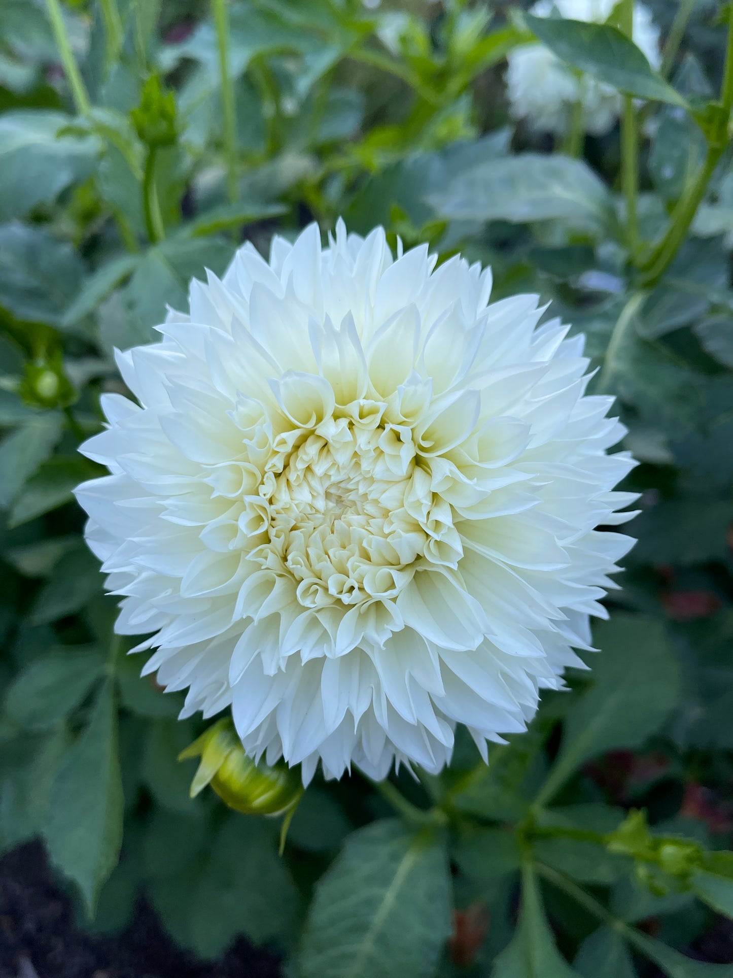 Dahlia Tuber: Gitts Attention