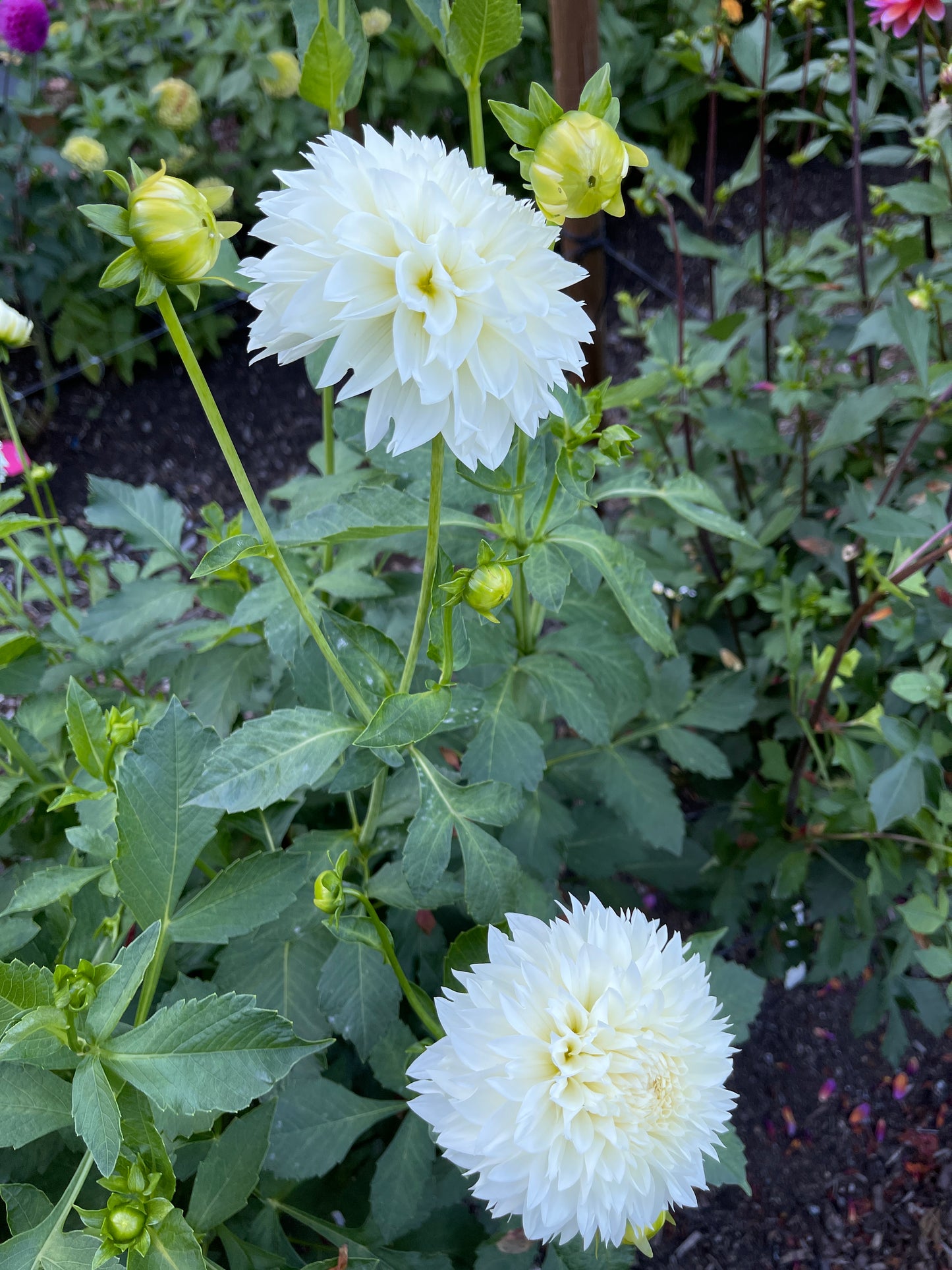 Dahlia Tuber: Gitts Attention