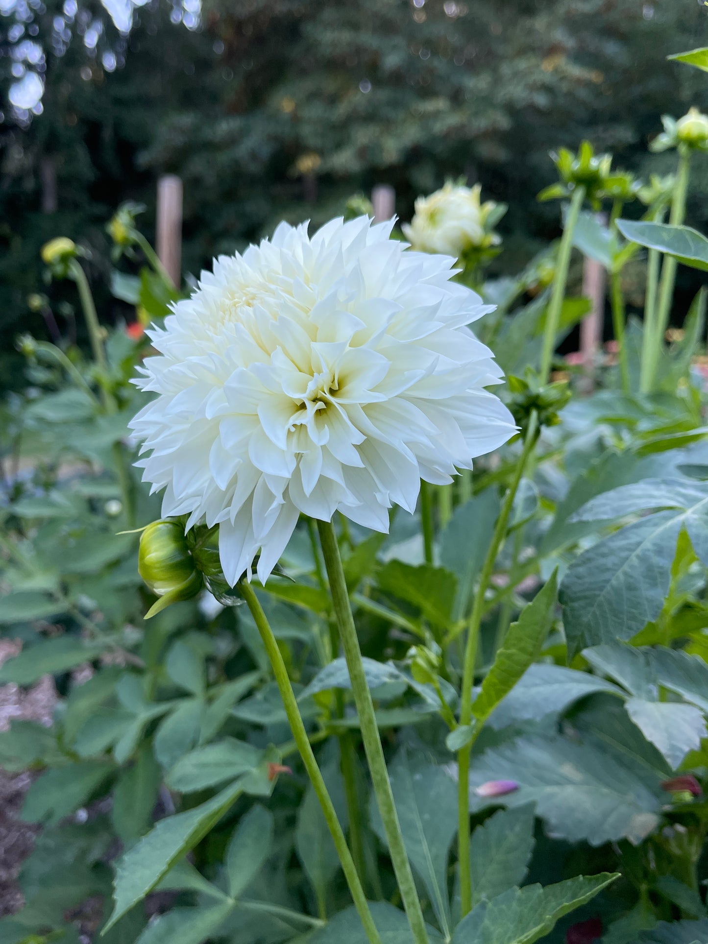 Dahlia Tuber: Gitts Attention