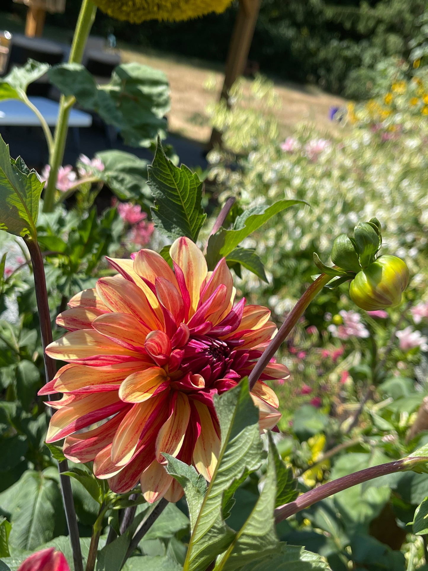Dahlia Tuber: Gitts Crazy
