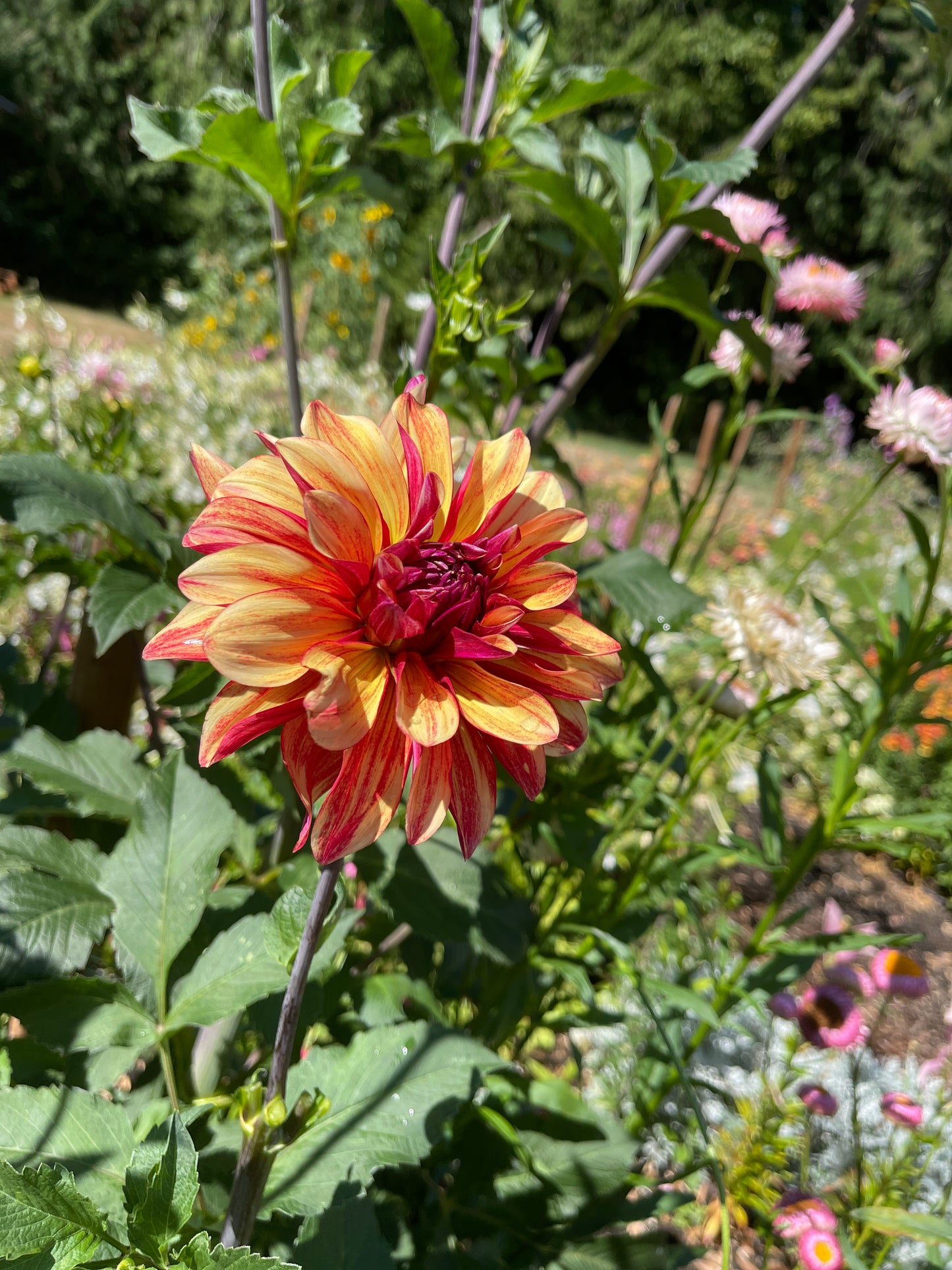 Dahlia Tuber: Gitts Crazy