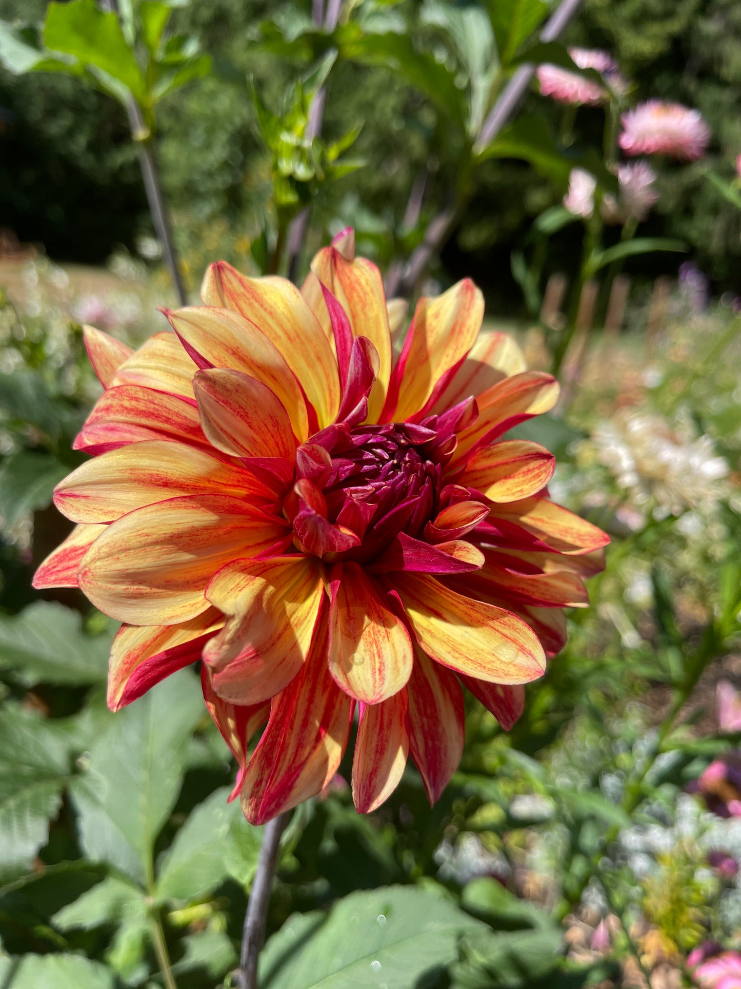 Dahlia Tuber: Gitts Crazy