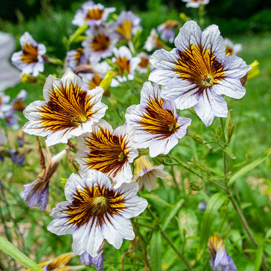 PREORDER: Flower Plant: Salpiglossis (Painted Tongue) 6-pack - Sugar Moon Gardens