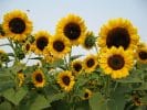 Seeds: Sunflower - Gold Rush - Sugar Moon Gardens